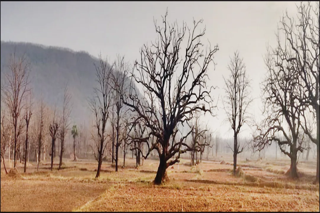  କୁଆପଥର ମାଡ଼ରେ ହଜାର ହଜାର ମହୁଲ ଗଛ ଥୁଣ୍ଟା: ଚିନ୍ତାରେ ଆଦିବାସୀ ପରିବାର