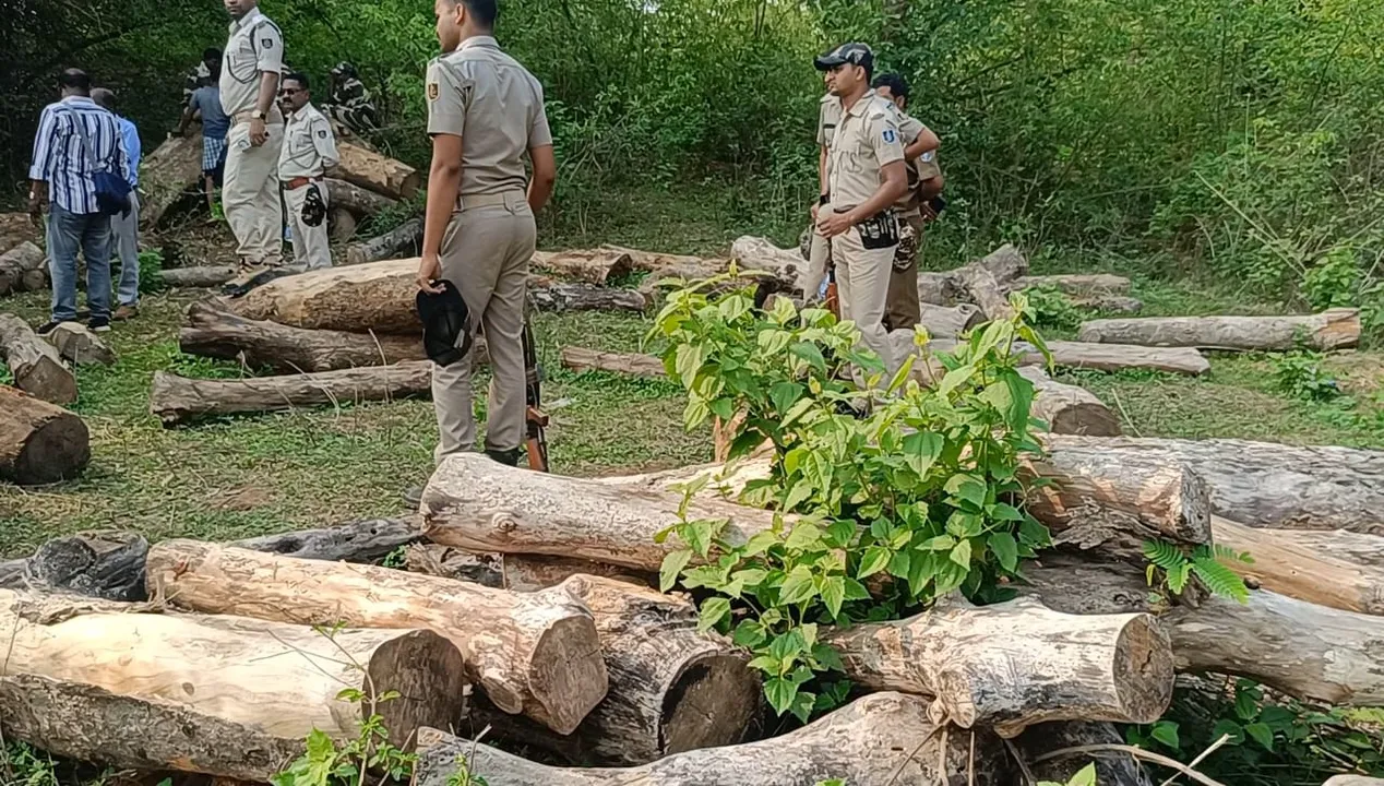  ପୁଲିସ ସହଯୋଗରେ ବିପୁଳ କାଠ ଜବତ କଲା ବନ ବିଭାଗ