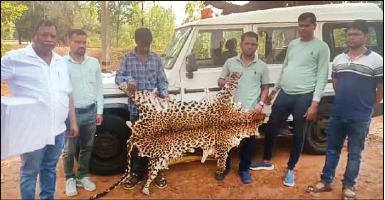  ଏସ୍‌ଟିଏଫ୍‌ ଫାଶରେ ଦୁଇ ବାଘ ଶିକାରୀ: ୫ଲକ୍ଷରେ ବିକିଥା’ନ୍ତେ କଲରାପତରିଆ ଚମଡ଼ା