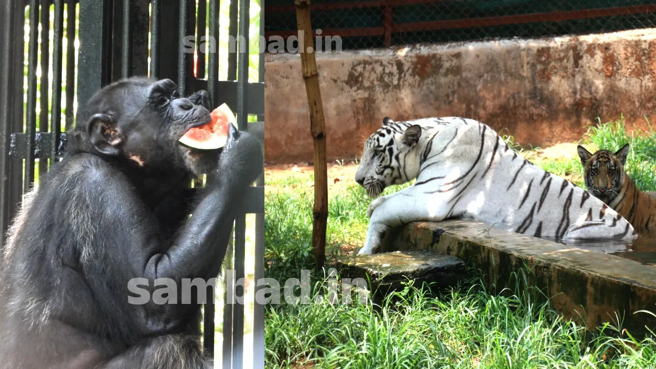  Nandankanan Zoo Photograph: (sambad.in) 
