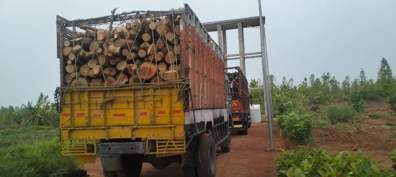  ଦୁଇଟି ୧୨ଚକିଆ  କାଠ ବୋଝେଇ ଟ୍ରକ୍ ଅଟକ
