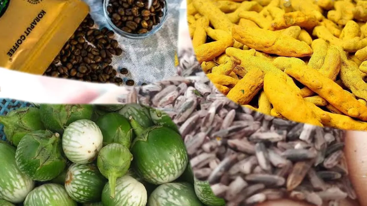  brinja‌l and turmeric Photograph: (sambad.in) 