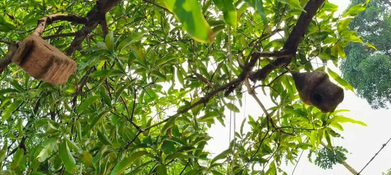  ପକ୍ଷୀଙ୍କ ପ୍ରେମରେ ଲକ୍ଷ୍ମୀକାନ୍ତ, ଖଣି ଅଞ୍ଚଳରେ ଘରଚଟିଆଙ୍କ କିଚିରିମିଚିରି