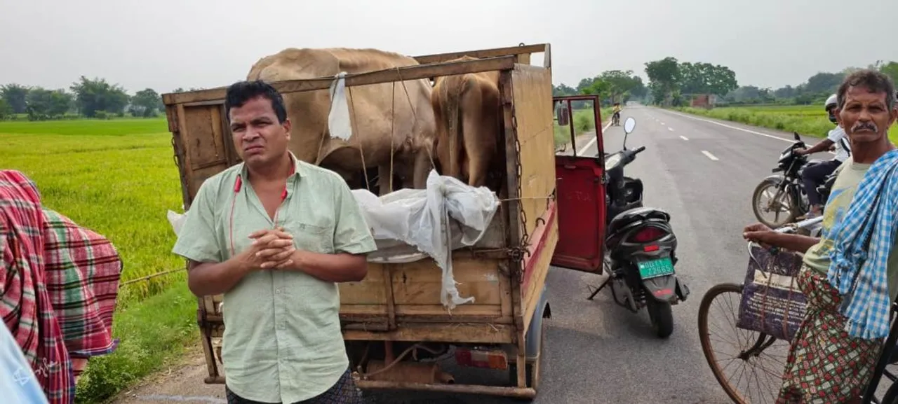  Illegal cow smuggling: 3 cows rescued, auto seized, driver arrested Photograph: (sambad.in) 