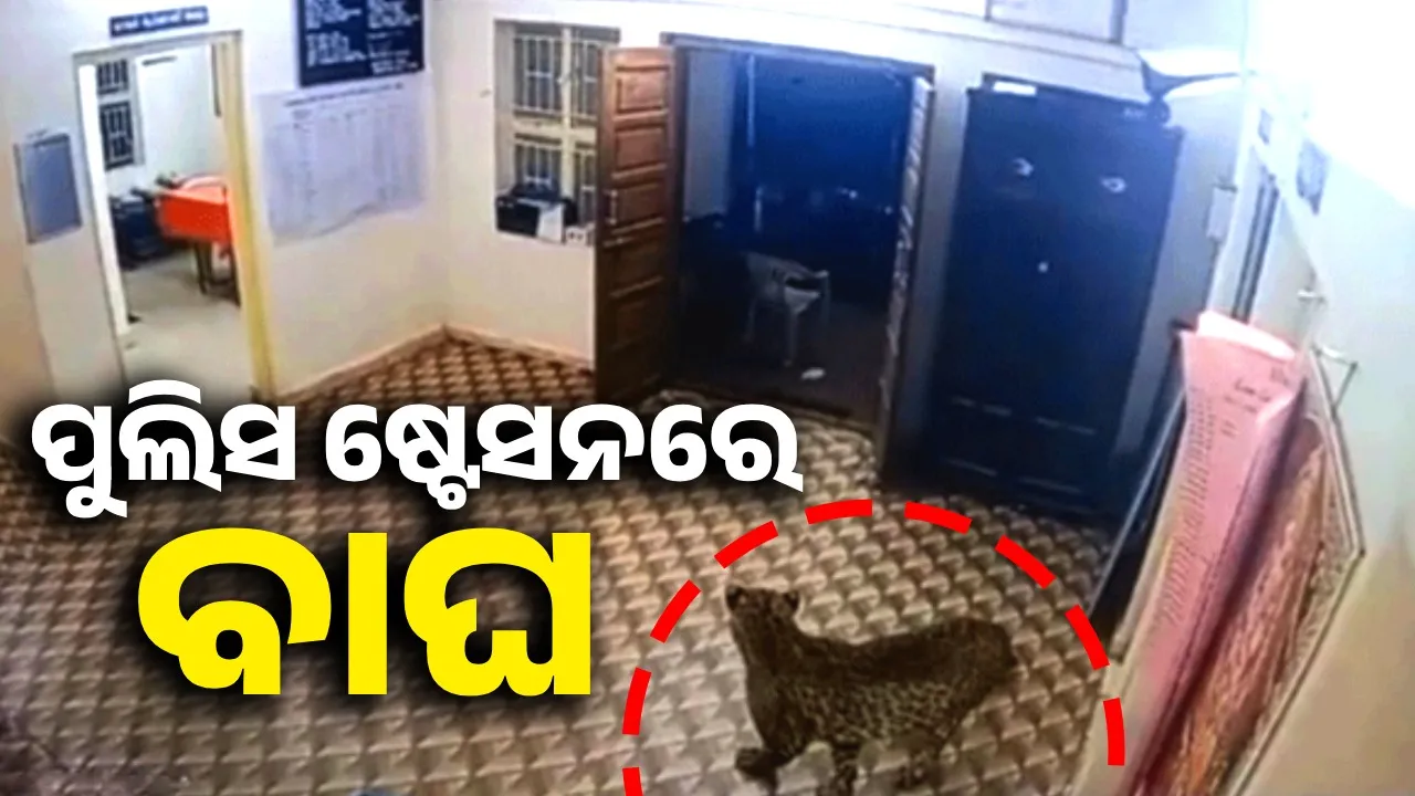  ପୁଲିସ ଷ୍ଟେସନରେ ପ୍ରବେଶ କଲା ବାଘ; ଉପସ୍ଥିତ ବୁଦ୍ଧି ଖଟାଇ ଜୀବନ ବଞ୍ଚାଇଲେ କନଷ୍ଟେବଳ