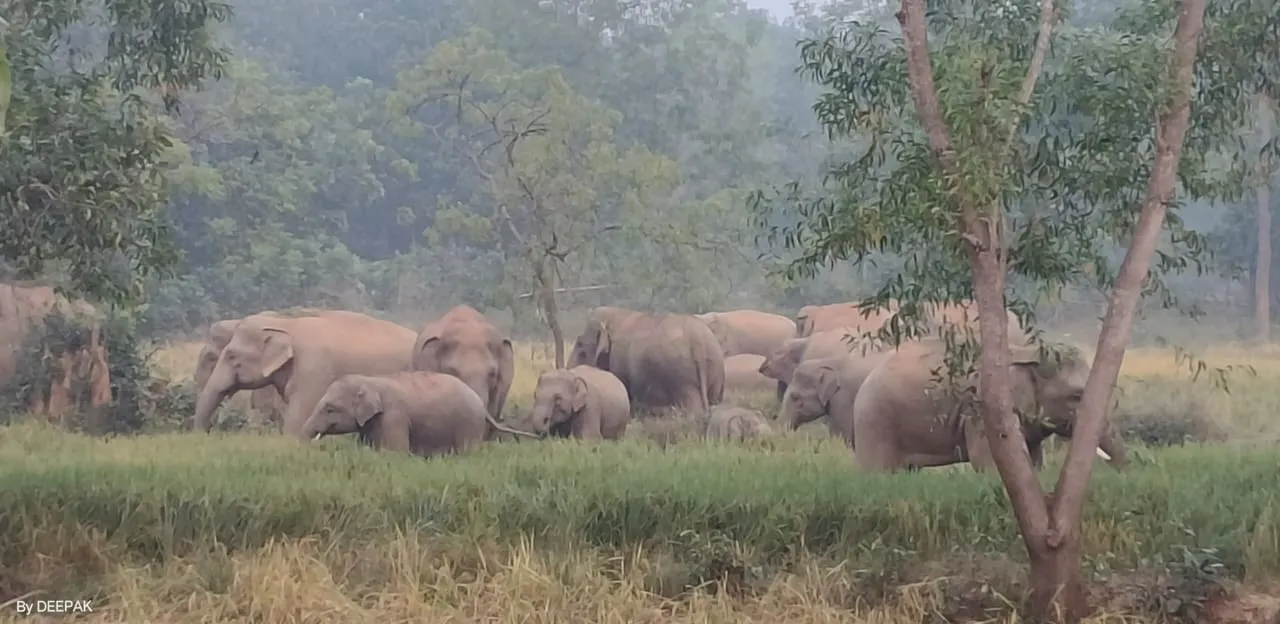 Elephant baisinga Photograph: (sambad.in) 