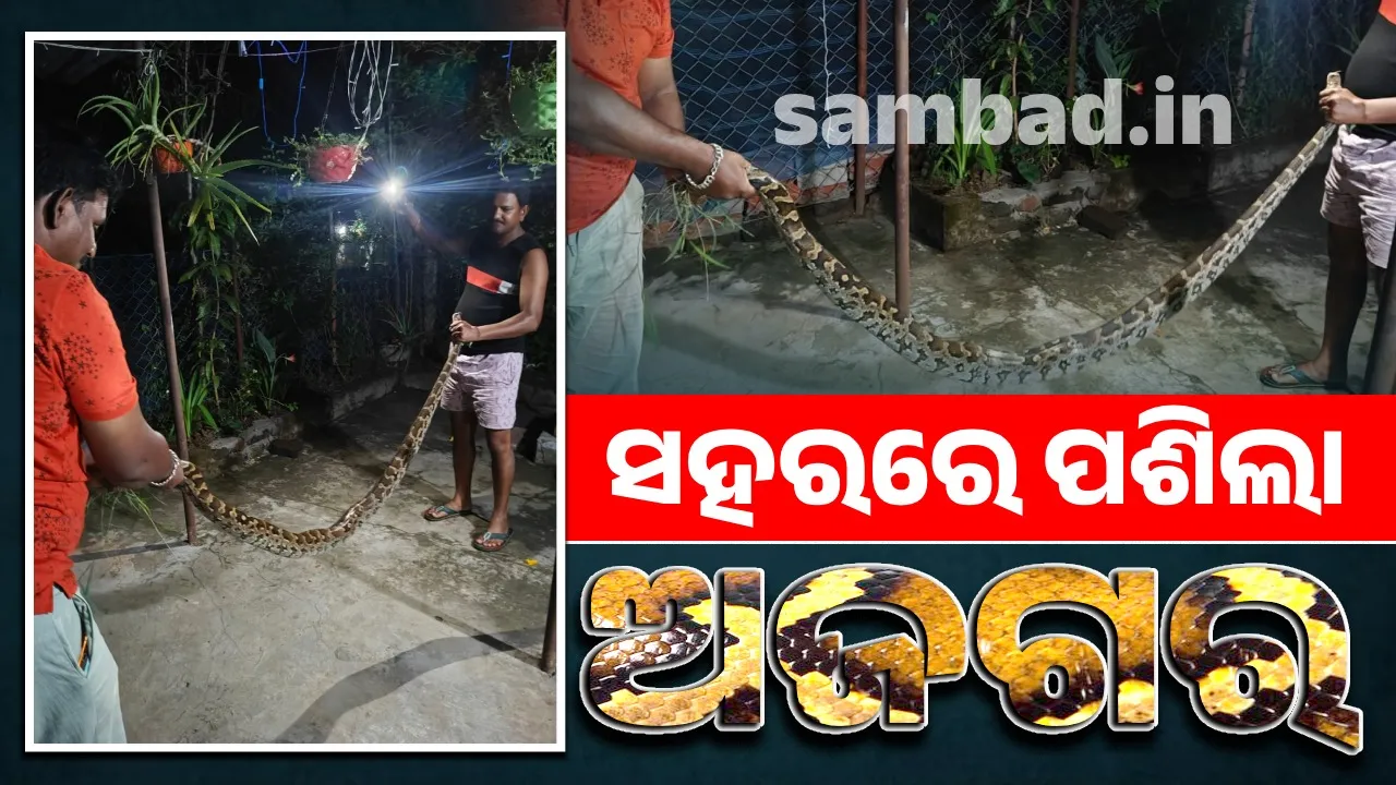  python entered the city in search of food Photograph: (sambad.in) 
