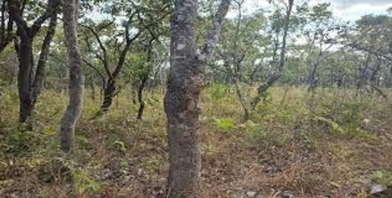  ଖଣି ଲିଜ୍ ଆବଣ୍ଟନ ପରେ ସରକାରଙ୍କୁ ଜଙ୍ଗଲ ଚିନ୍ତା, ରାଷ୍ଟ୍ରୀୟ ପରିବେଶ ସୁରକ୍ଷା ଅତିରିକ୍ତ ସଚିବଙ୍କ ସାରକୁଣ୍ଡା ସଂରକ୍ଷିତ ଜଙ୍ଗଲ ଗସ୍ତ
