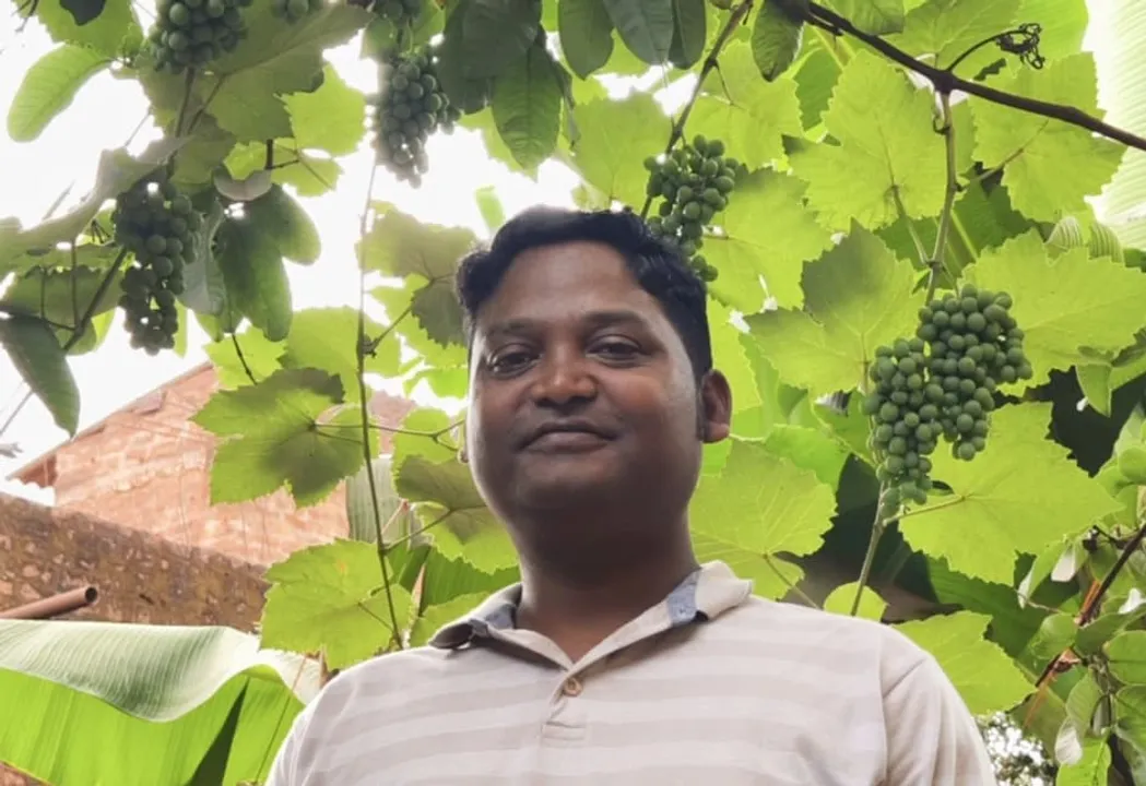  ପଥୁରିଆ ଖଣି ଅଞ୍ଚଳରେ ଫଳିଛି ପେନ୍ଥା ପେନ୍ଥା ଅଙ୍ଗୁର