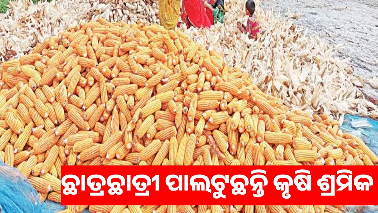  4,599 students became agricultural laborers in one and a half months Photograph: (sambad.in) 