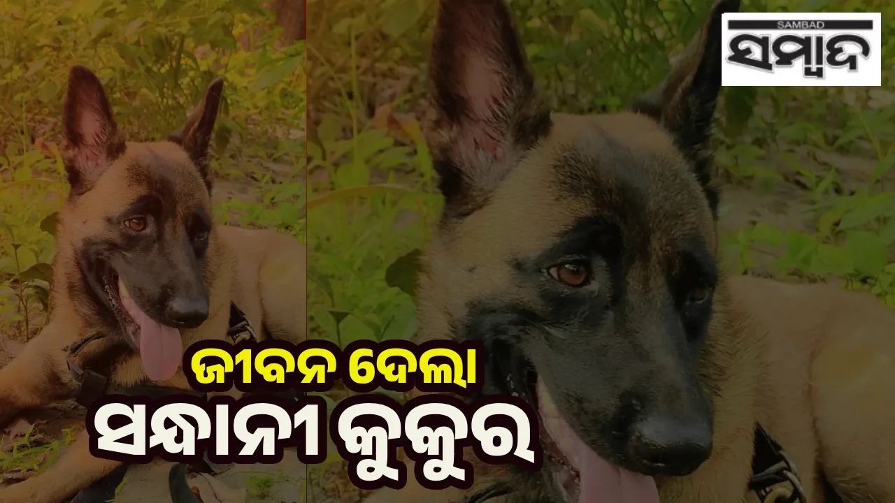  dog  Photograph: (sambad.in) 