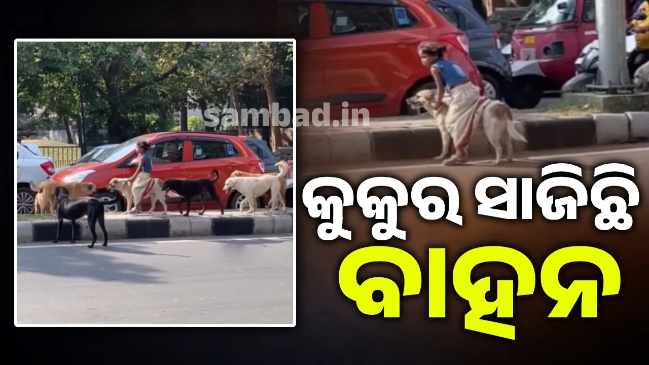  ବୁଲା କୁକୁର ଉପରେ ଘୋଡା ପରି ଚଢ଼ି ବୁଲୁଛି ଛୋଟ ଝିଅ, ଭାଇରାଲ ହେଲା ଭିଡିଓ