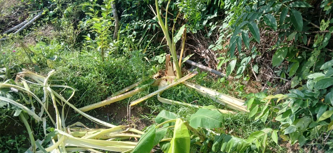  ସୋର: ହାତୀ ଭୟରେ ରାତି କାଟିଲେ ପରିବାର