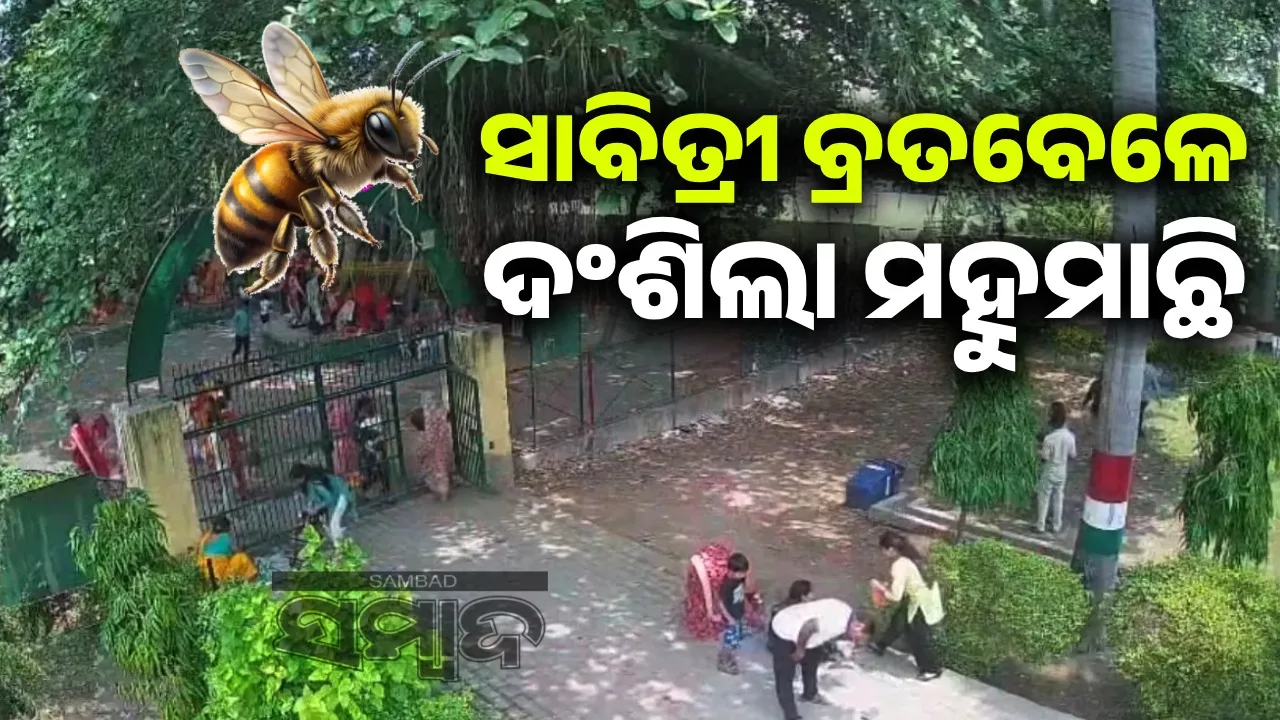  ସାବିତ୍ରୀ ବ୍ରତବେଳେ ଦଂଶିଲା ମହୁମାଛି: ୧୨ରୁ ଅଧିକ ମହିଳା ଆହତ
