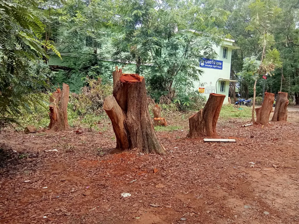  Nabarangpur collage  Photograph: (sambad.in ) 