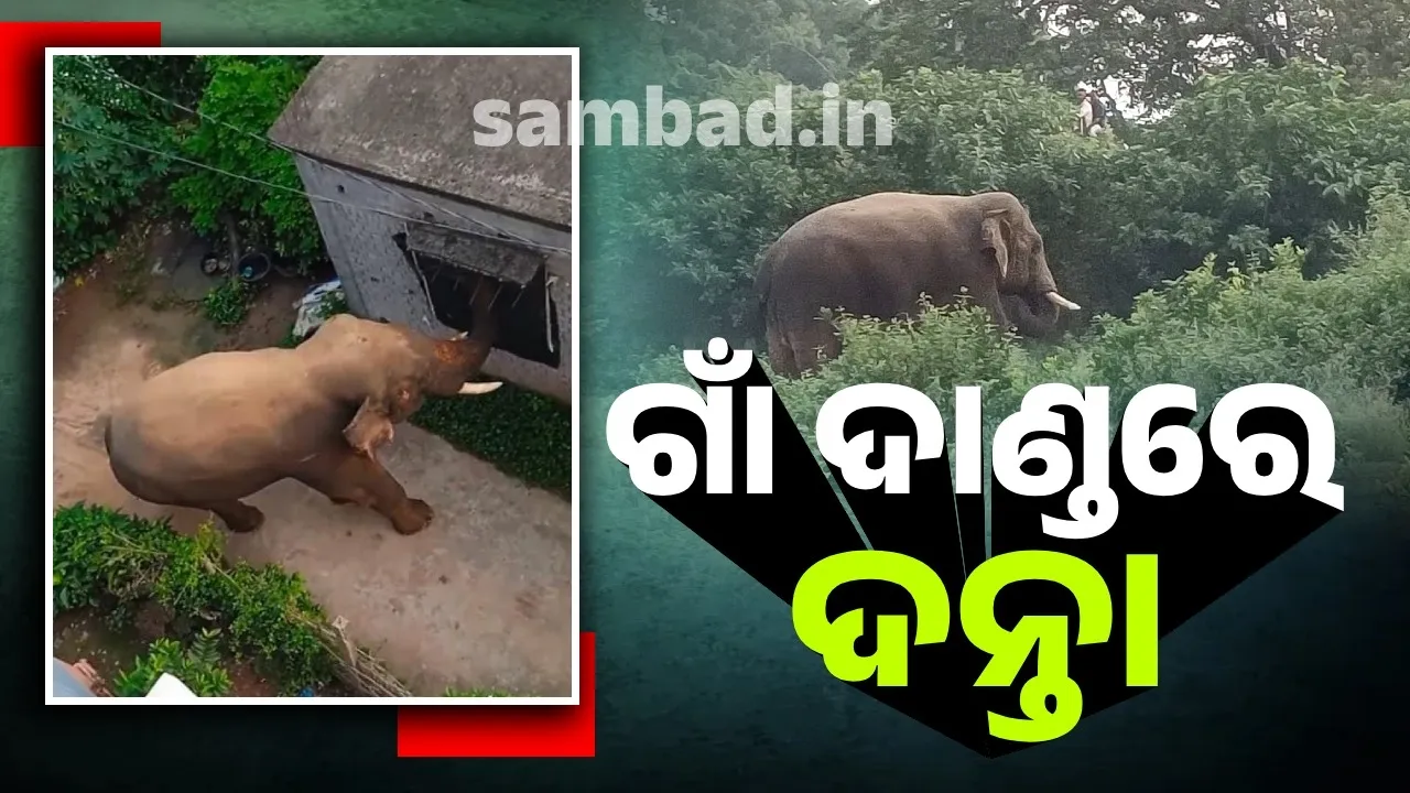  Wild animals roaming the village streets: Villagers in panic Photograph: (sambad.in ) 