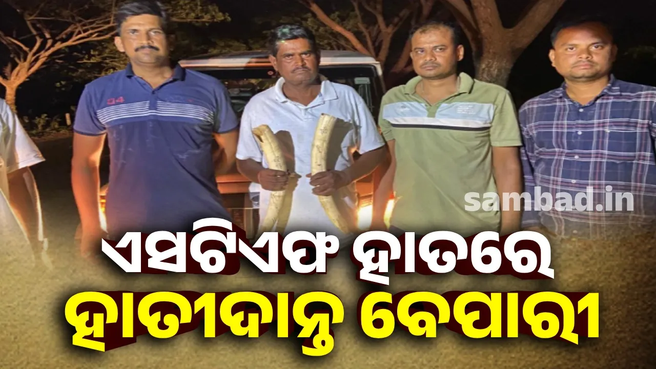 ଏସଟିଏଫ ହାତରେ ବେପାରୀ: ୫୦ ଲକ୍ଷ ଟଙ୍କାର ହାତୀଦାନ୍ତ ଜବତ,  ଜଣେ ଗିରଫ