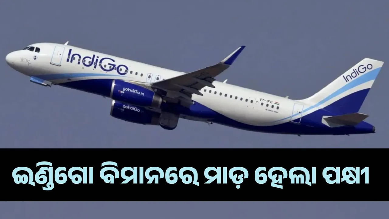  ଇଣ୍ଡିଗୋ ବିମାନରେ ମାଡ଼ ହେଲା ପକ୍ଷୀ, ଅଳ୍ପକେ ବର୍ତ୍ତିଲେ ୧୭୫ ଯାତ୍ରୀ