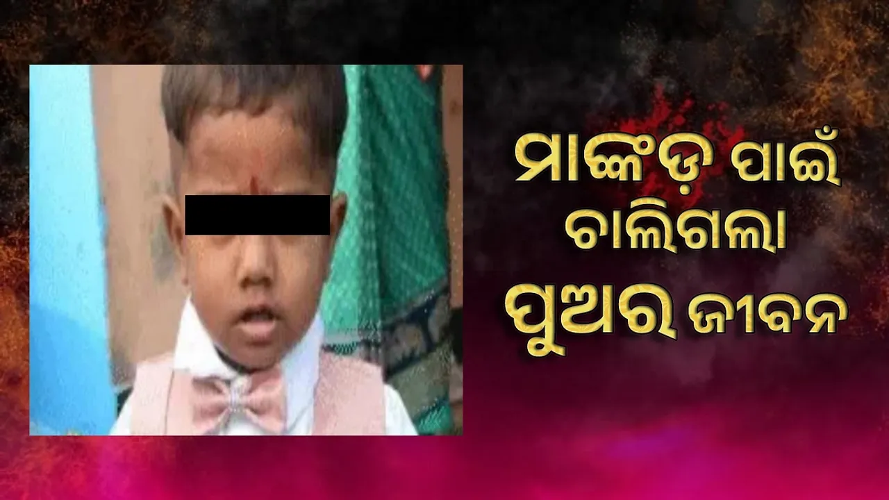  ମାଙ୍କଡ଼ ପାଇଁ ଚାଲିଗଲା ପୁଅର ଜୀବନ