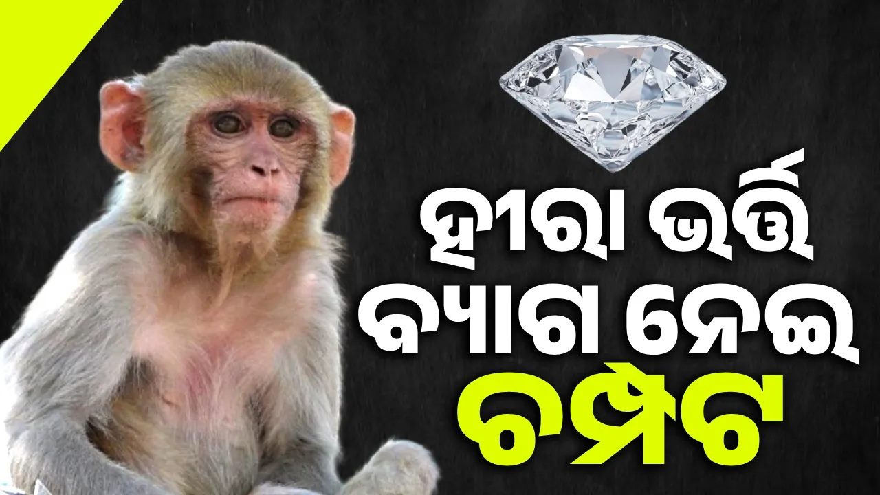  ଭକ୍ତଙ୍କ ଠାରୁ ମାଙ୍କଡ଼ ଛଡ଼ାଇ ନେଲା ହୀରାଭର୍ତ୍ତି ବ୍ୟାଗ