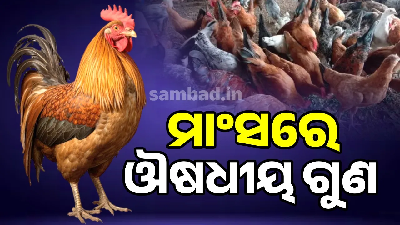  ମାଂସରେ ଔଷଧୀୟ ଗୁଣ: ସ୍ବୀକୃତି ଅପେକ୍ଷାରେ ‘ଫୁଲବାଣୀ କୁକୁଡ଼ା’