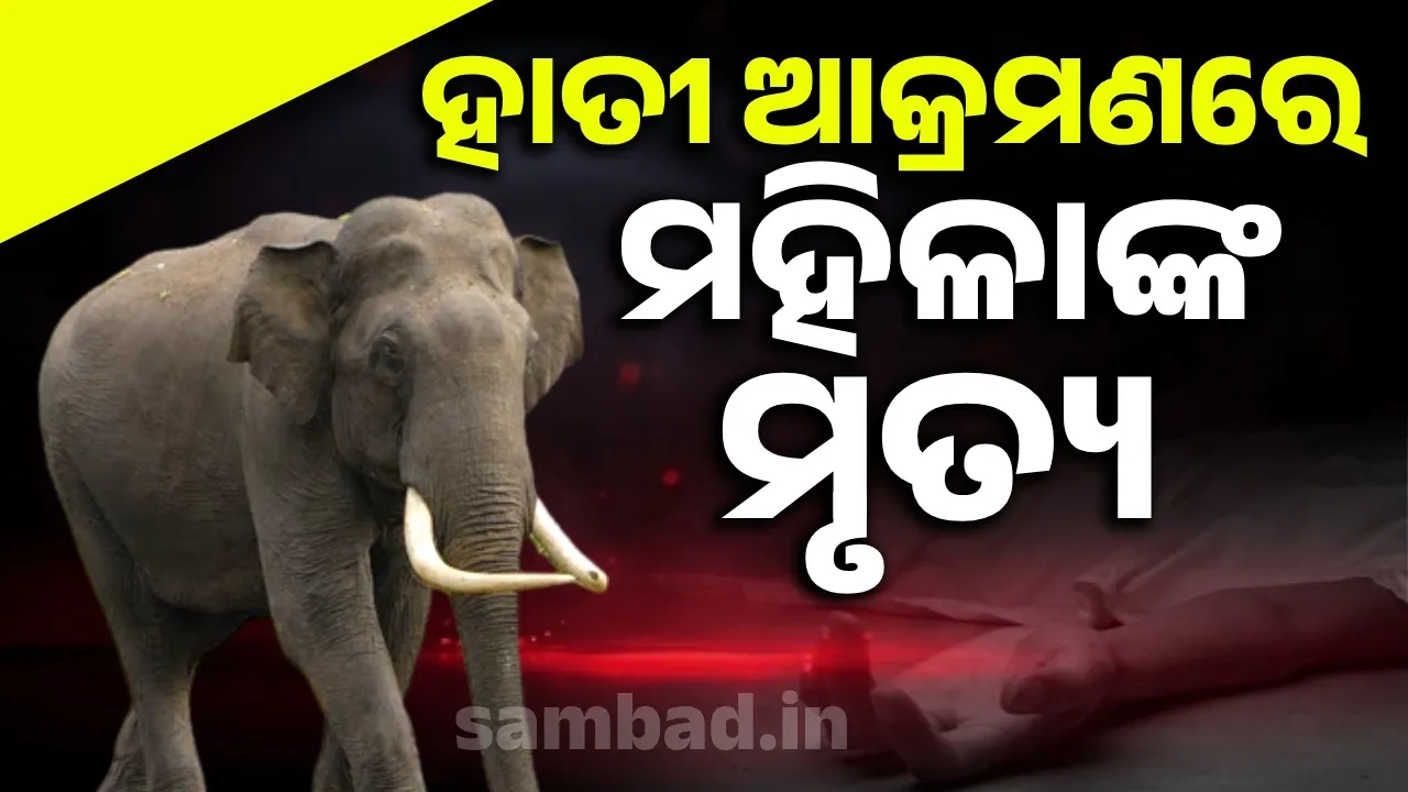  Woman killed by Elephant Photograph: (sambad.in) 