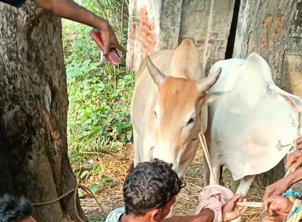  ଗୋରୁ ଚୋରି କରି ଗଛରେ ବନ୍ଧା ହୋଇ ଛେଚା ଖାଇଲେ ୭ ଯୁବକ