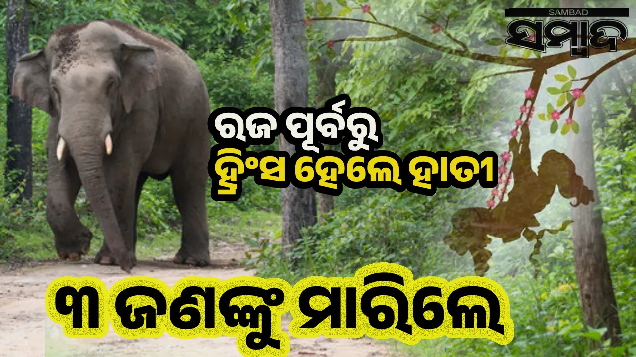  Three killed by elephant Photograph: (sambad.in) 
