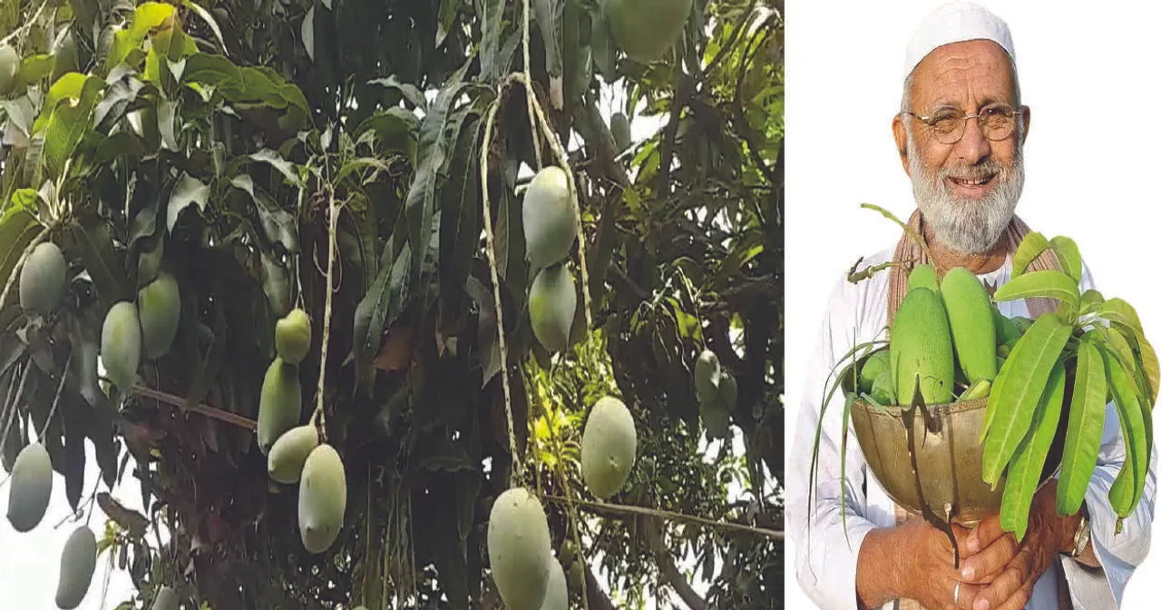  ଅସମ୍ଭବ-ସମ୍ଭବ: ଗୋଟିଏ ଗଛ, ଫଳୁଛି ନାନା ଜାତିର ଆମ୍ବ!