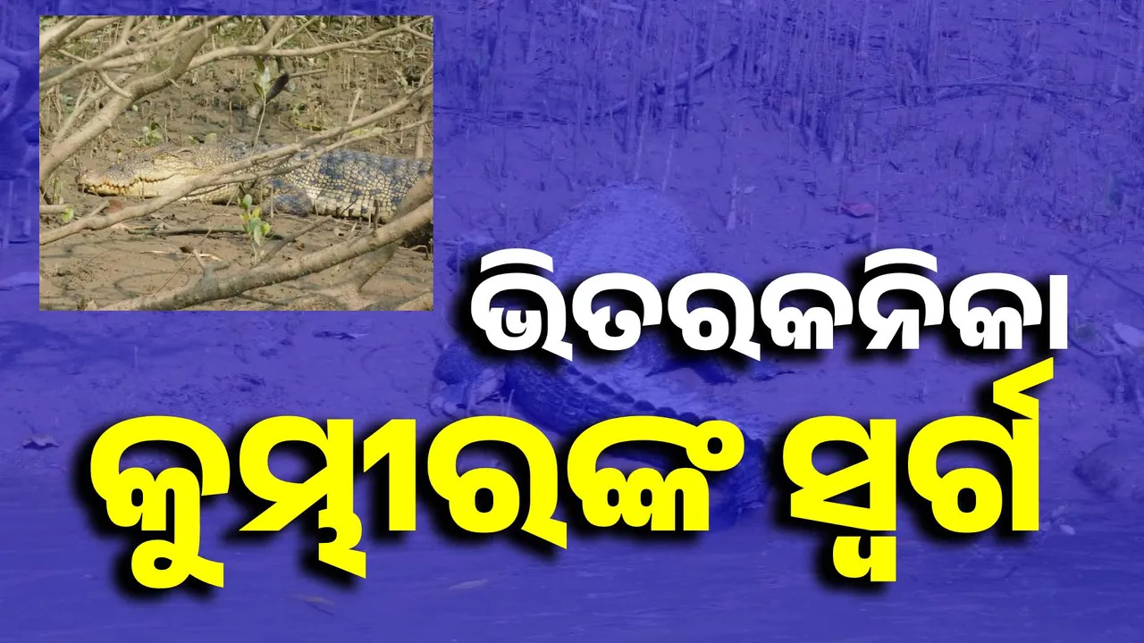  ଭିତରକନିକା: ଲୁଣିପାଣି କୁମ୍ଭୀର ପାଇଁ ଏକ ସ୍ୱର୍ଗ