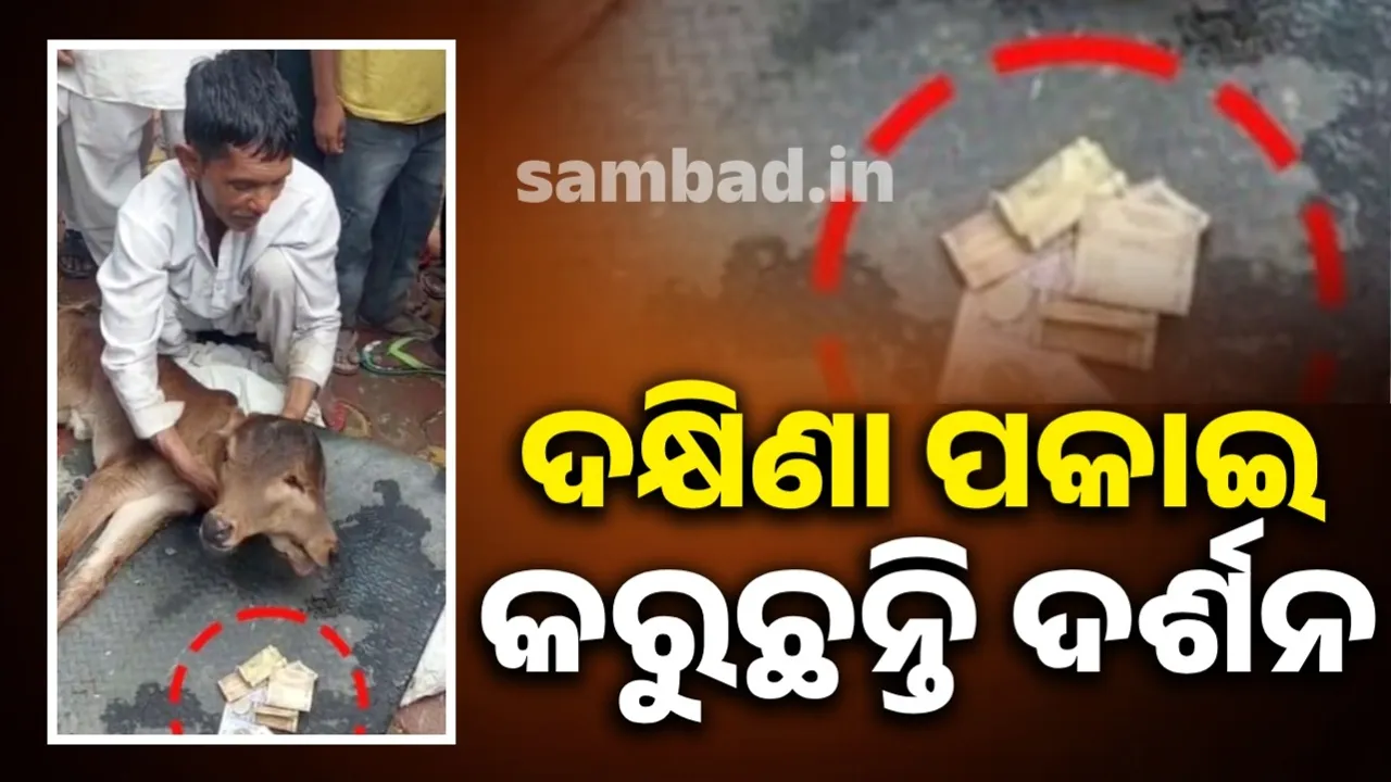  ଦୁଇଟି ମୁହଁ ଓ ତିନିଟି ଆଖିଥିବା ବାଛୁରୀକୁ ଦେଖି ଲୋକେ ଦକ୍ଷିଣା ଦେଇ ପୂଜା ଅର୍ଚ୍ଚନା ଆରମ୍ଭ କରି ଦେଇଛନ୍ତି