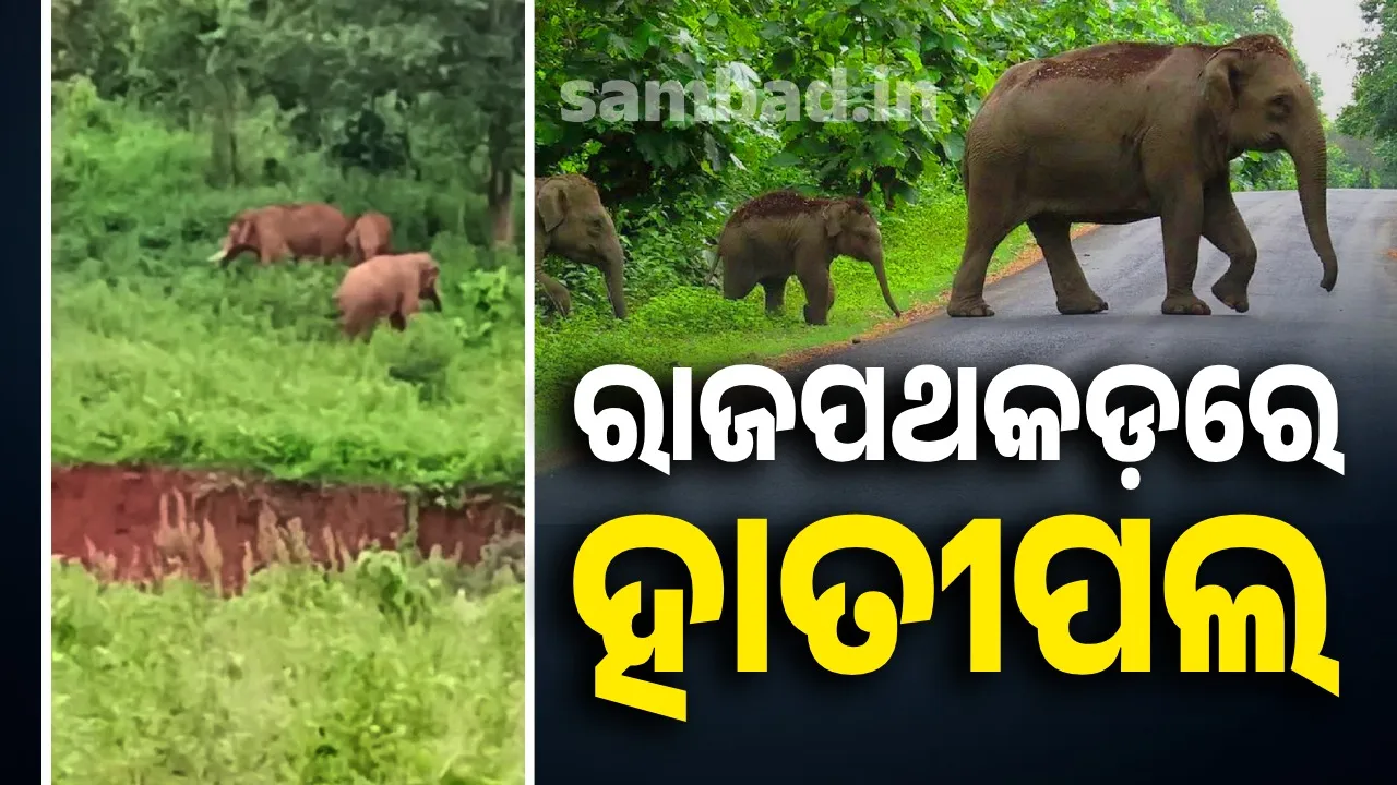  Elephants in G Udayagiri Photograph: (sambad.in) 
