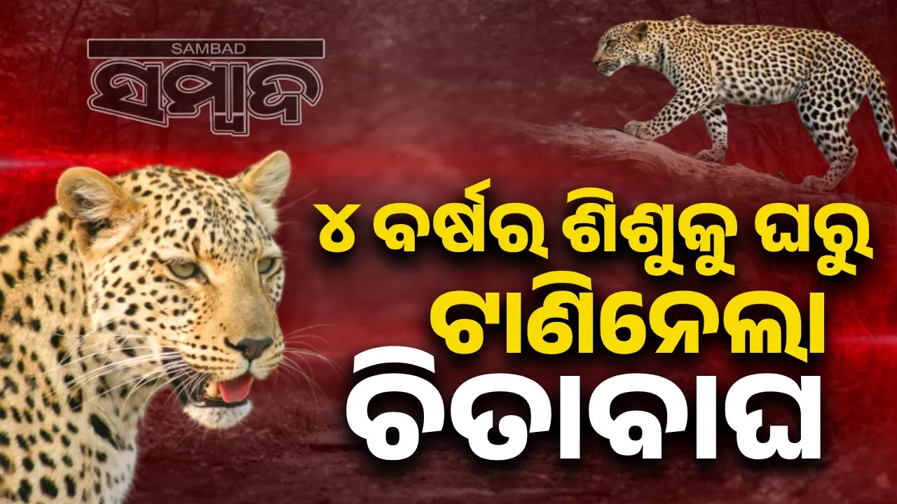  ଚିତାବାଘ ଆକ୍ରମଣରେ ଚାଲିଗଲା ୪ ବର୍ଷୀୟା ନାବାଳିକା ଜୀବନ
