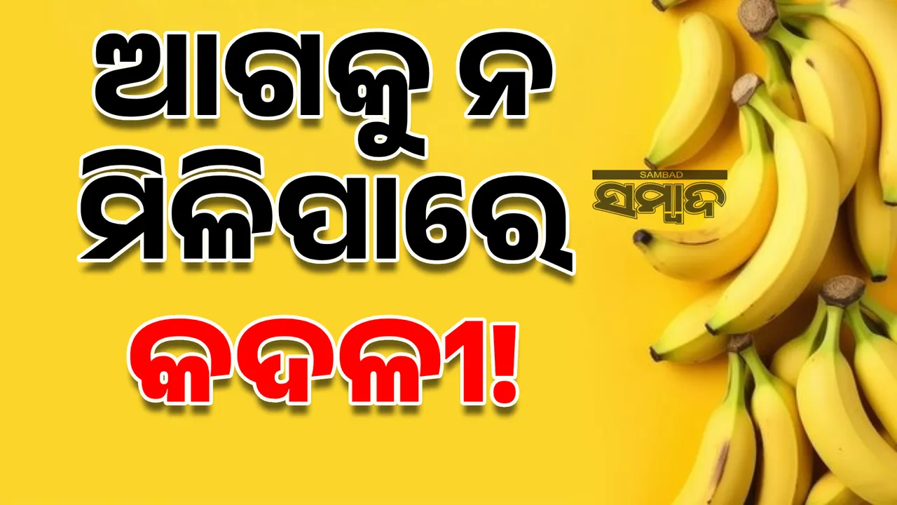  ପରିବେଶ: ଆଗକୁ ନ ମିଳିପାରେ  କଦଳୀ!