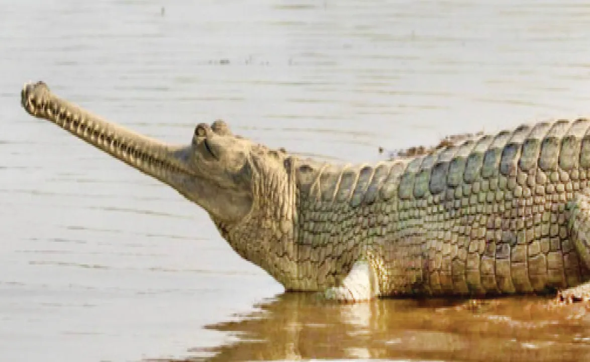  ମହାନଦୀ ଗଣ୍ଡରେ ମଗରଙ୍କ ପାଇଁ ବିପଦରେ ଘଡ଼ିଆଳ