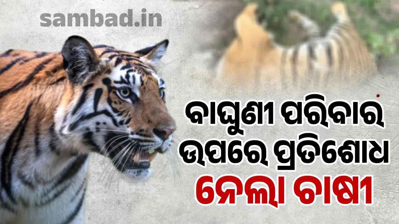  ଗାଈକୁ ଆକ୍ରମଣ କରିଥିବାରୁ ବାଘୁଣୀ ପରିବାରକୁ ବିଷ ଦେଇ ହତ୍ୟା କଲେ ଚାଷୀ