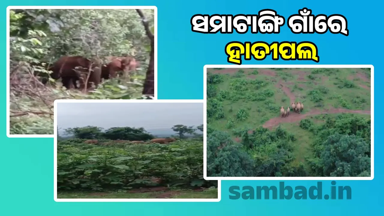  12 elephants in Samatangi village, Kamakhyanagar range Photograph: (sambad.in) 