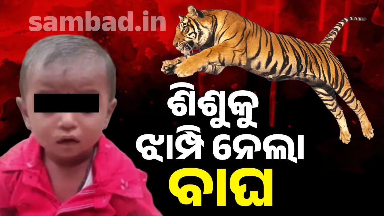  ଘର ସାମ୍ନାରେ ଖେଳୁଥିବା ୨ବର୍ଷର ଶିଶୁକୁ ଝାମ୍ପି ନେଇ ଜୀବନ ନେଲା ବାଘ