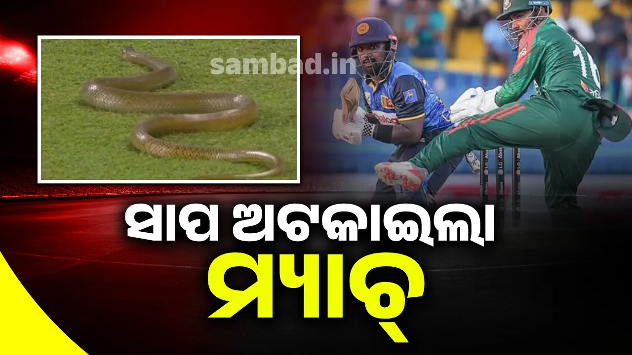  ସାପ ଅଟକାଇଲା ବାଂଲାଦେଶ-ଶ୍ରୀଲଙ୍କା ମ୍ୟାଚ୍
