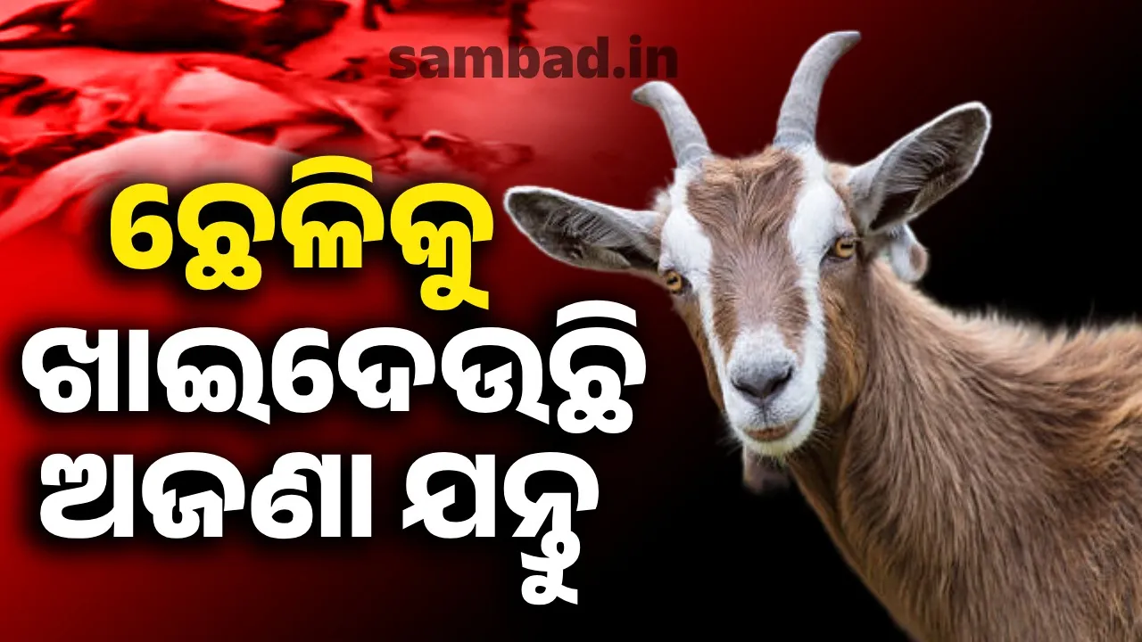  ଅଜଣା ଯନ୍ତୁ ଆତଙ୍କ: ରାତିରେ ଖାଇଯାଉଛି ଗୋଟା ଗୋଟା ଛେଳି