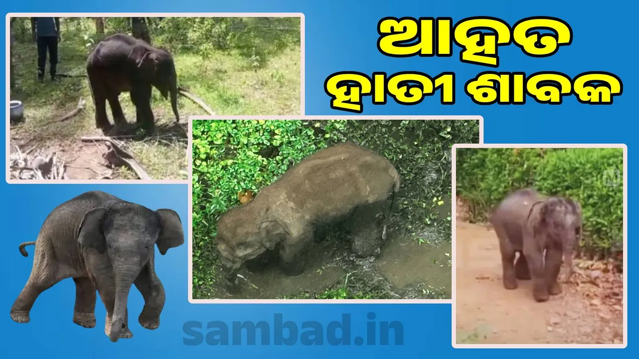  Injured elephant calf rescued from Saranda jungle: Medicine administered in presence of forest department and medical team Photograph: (sambad.in) 