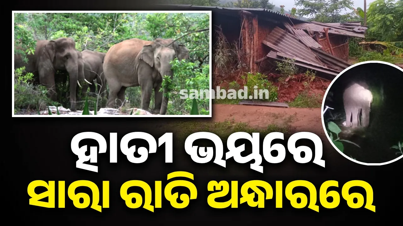  Night wakes up for elephant: calf tusker chasing people Photograph: (sambad.in) 