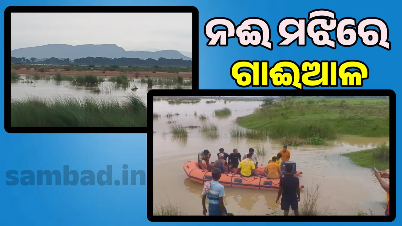  Suddenly, the water level in the Brahmani river rose: Cowman caught in the middle Photograph: (sambad.in) 