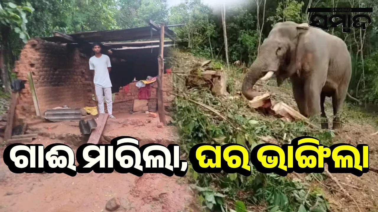  ଚାଷ ଆରମ୍ଭରୁ ହାତୀ ଉତ୍ପାତ: ଚାଷୀ ଭୟଭୀତ, ବ୍ୟାପକ ଫସଲ ନଷ୍ଟ