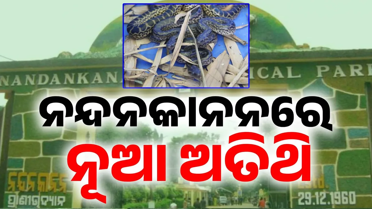  ନନ୍ଦନକାନନ ପାଇଁ ଖୁସି ଖବର: ଜନ୍ମ ନେଲେ ୧୧ଟି ହଳଦିଆ ଆନାକୋଣ୍ଡା ସାପ