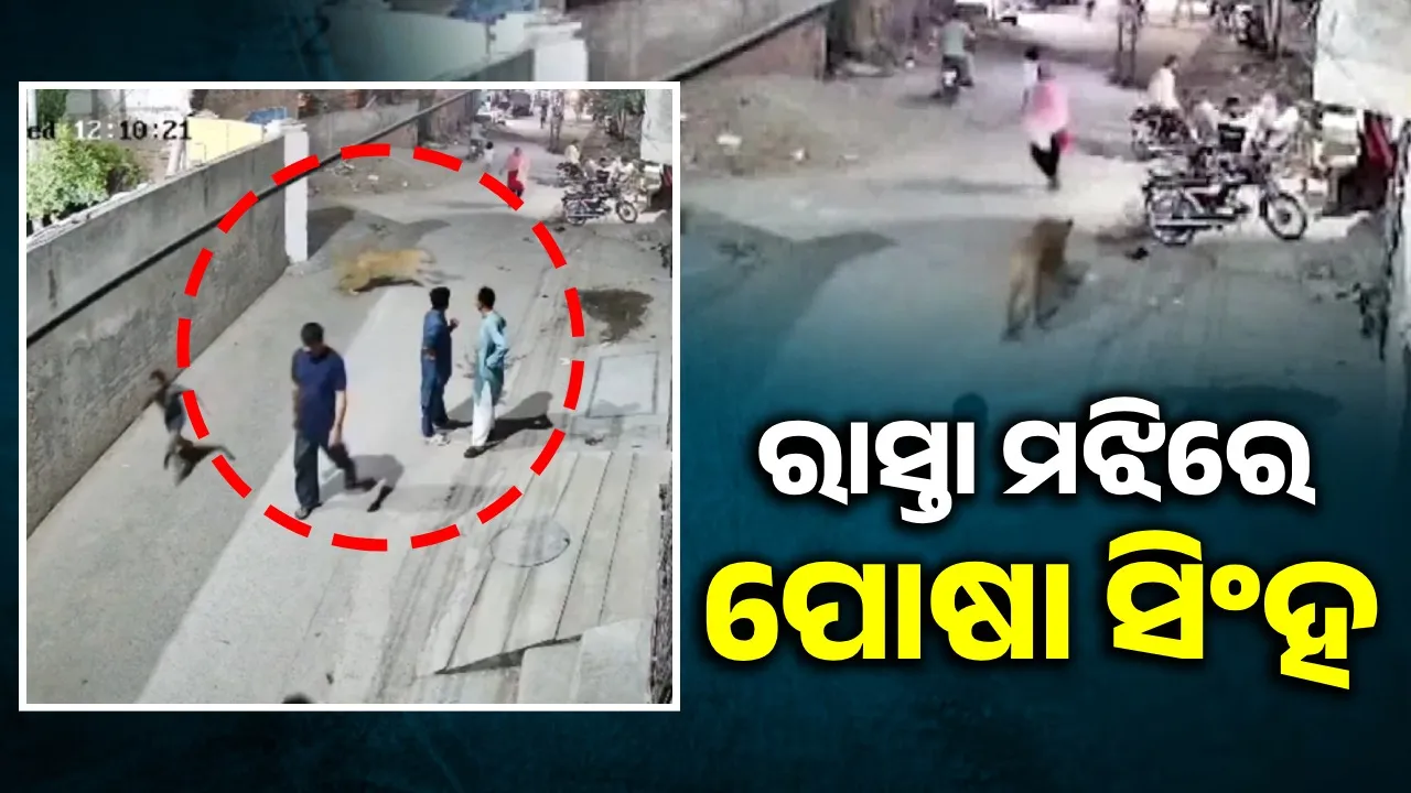  ଫାର୍ମହାଉସ୍‌ରୁ ଖସିଆସିଲା ପୋଷା ସିଂହ; ରାସ୍ତା ମଝିରେ ଖେଳିଲା ଭୟର ବାତାବରଣ