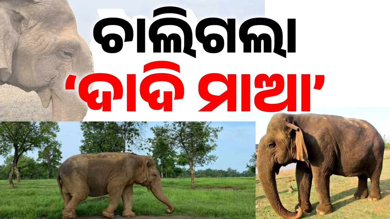  ଆଖିବୁଜିଲା ‘ଦାଦି ମାଆ’: ଶେଷ ନିଶ୍ବାସ ତ୍ୟାଗ କଲା ଏସିଆର ସବୁଠୁ ଶତାୟୁ ହାତୀ