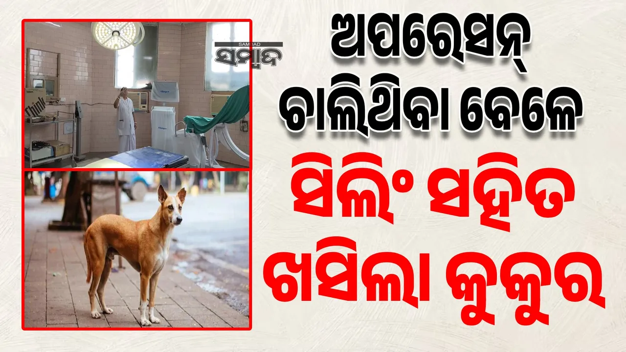  ଅପରେସନ୍ ଚାଲିଥିବା ବେଳେ ସିଲିଂ ସହିତ ଖସିଲା କୁକୁର