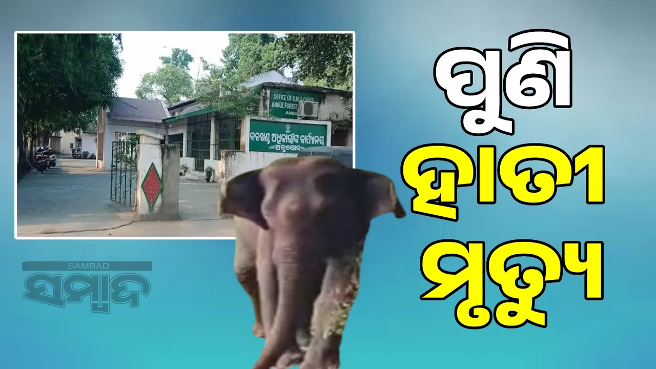  Another elephant death in Angul, dead body of female elephant found in Saharaguda forest Photograph: (sambad.in) 