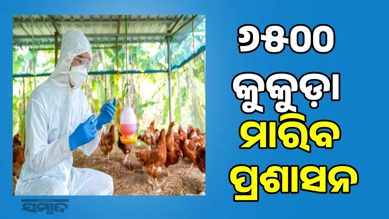  Bird flu spreads in Delang: Administration to kill 6,500 chickens Photograph: (sambad.in) 